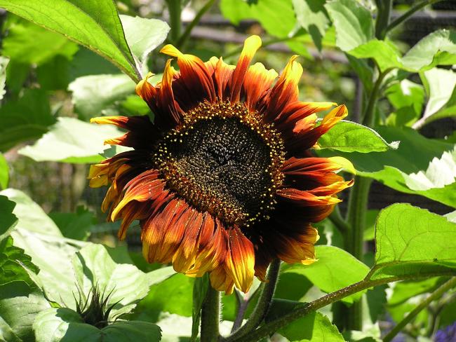 Sunflower.jpg