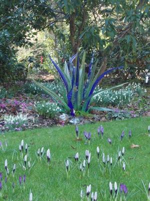 crocus_plant.JPG.jpeg