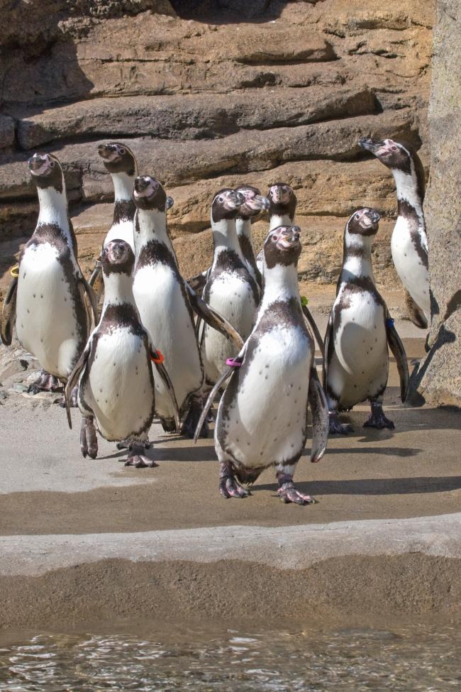 penguin intro 2_dennis dow.jpg