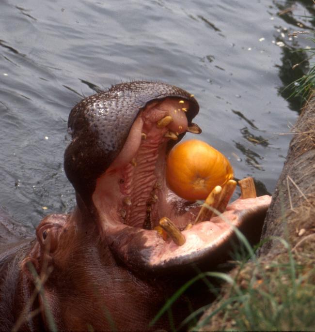 hippopumpkinbLoriVeres.jpg