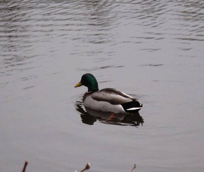IMG_0366c.JPG