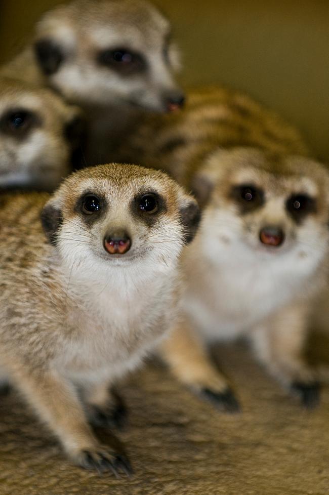 2010-03-16RHawk127Meerkats_4x6.jpg