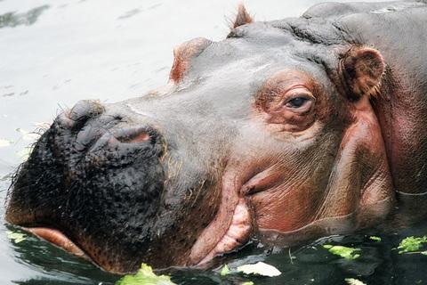Hippo Gertie Mat Hayward.jpg