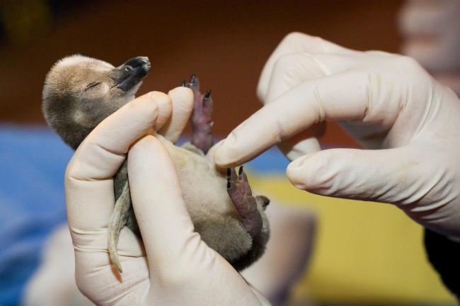 Penguin Chick Ryan Hawk 4-1-10.JPG