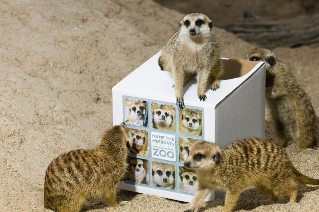 2010-05-25RHawk033Meerkat_lg.jpg
