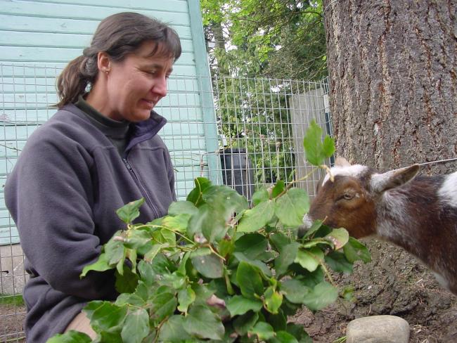 Goat 6.jpg