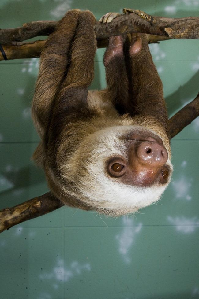 Sloth Ryan Hawk.JPG