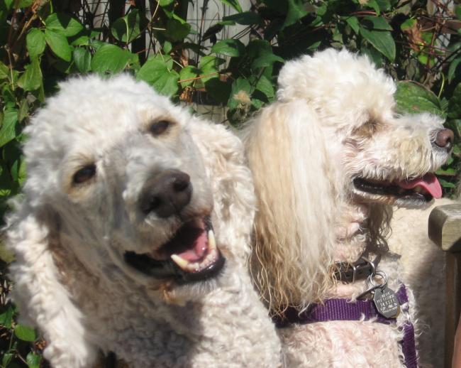 two poodles.jpg