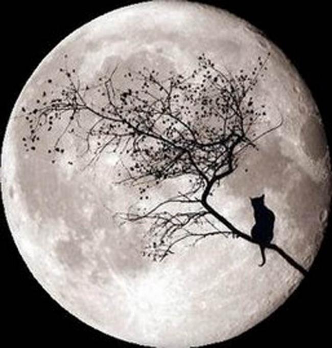 Celebrate the Full Moon.jpg