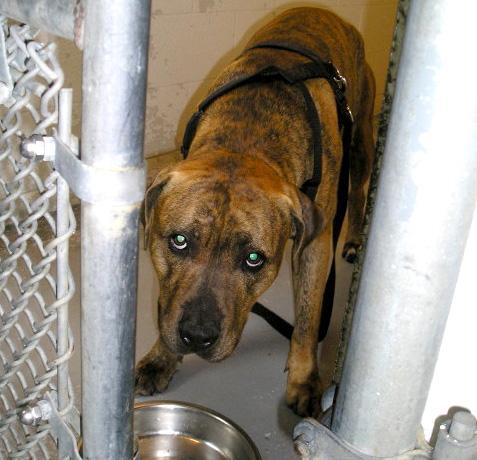 Snaps the pit bull1.jpg