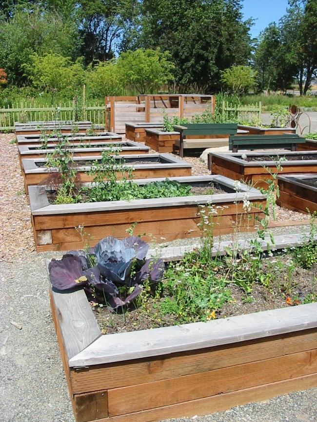 Community Garden July 2008.jpg