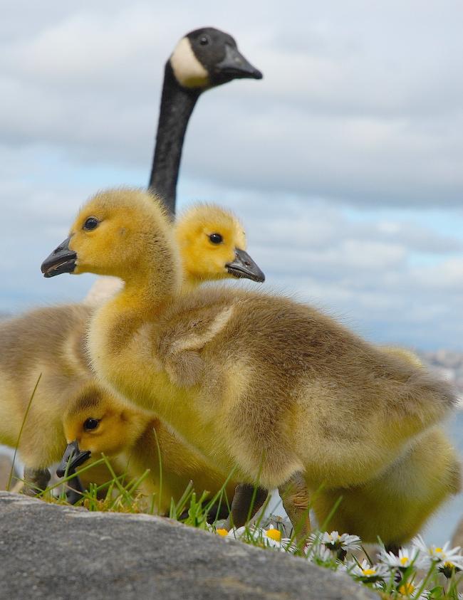 Goose-end.jpg