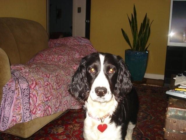 dog.jpg