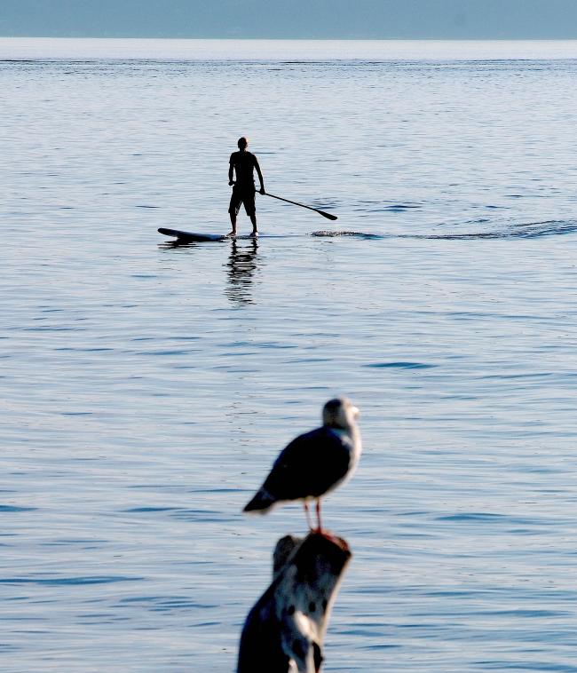 surfseagull2.jpg