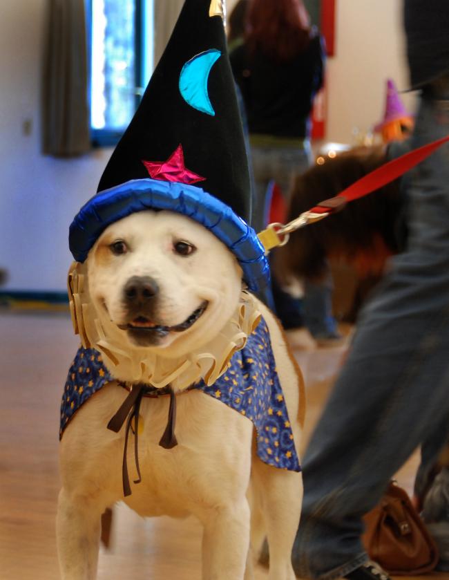 wizardog.jpg