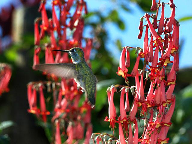 hummingbird.jpg