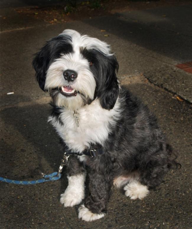 SAM Pet of the week.jpg