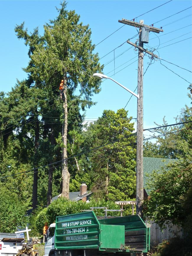 treeWithTruck.jpg