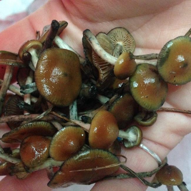 Tips for Growing Magic Mushrooms in Cold Climate Environments in Canada