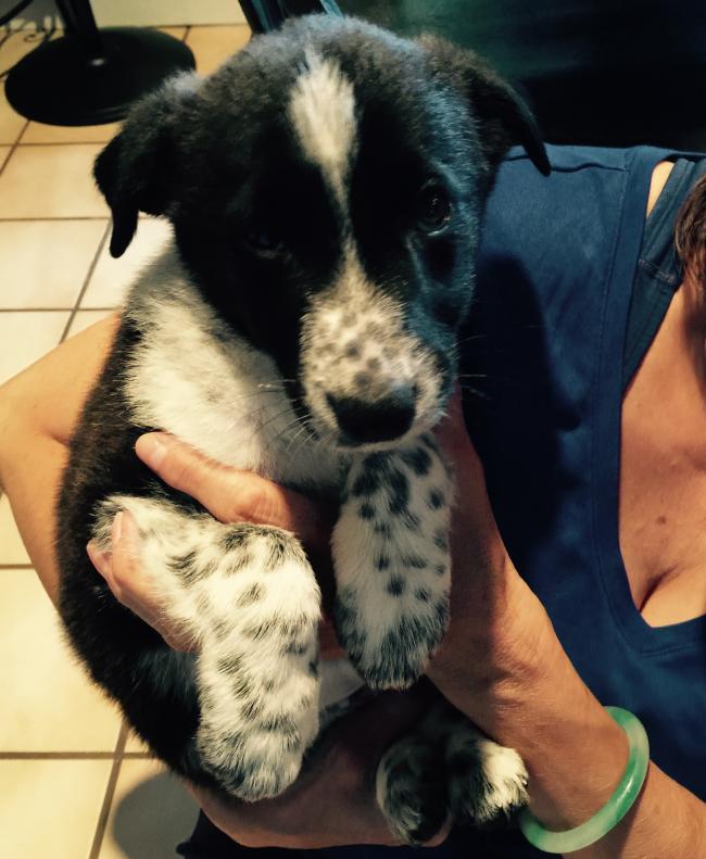Update: Heartbreak and lawsuits follow Craigslist dog purchase